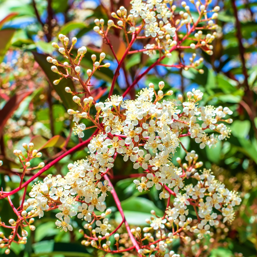 Red Tip Photinia