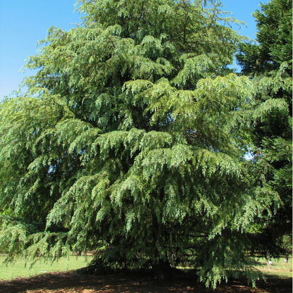 Cedar Tree - Himalaya