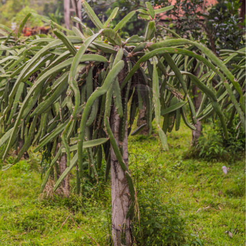 White Dragon Fruit