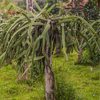 Dragon fruit-white dragon fruit