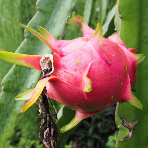 Dragon Fruit Tree-Red Dragon Fruit