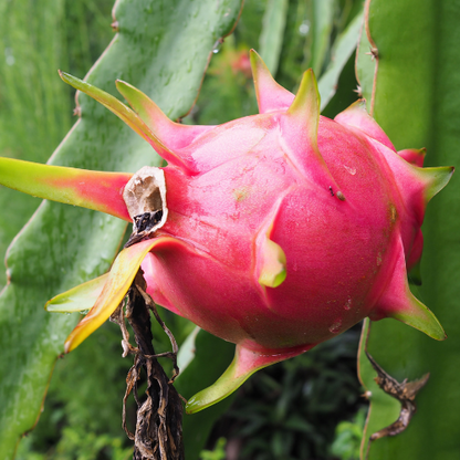 Dragon Fruit Tree-Red Dragon Fruit