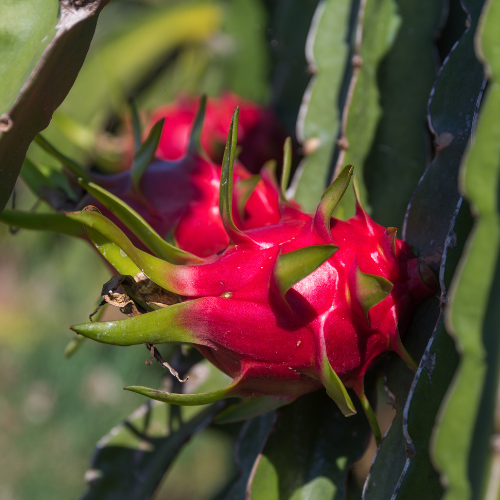 White Dragon Fruit