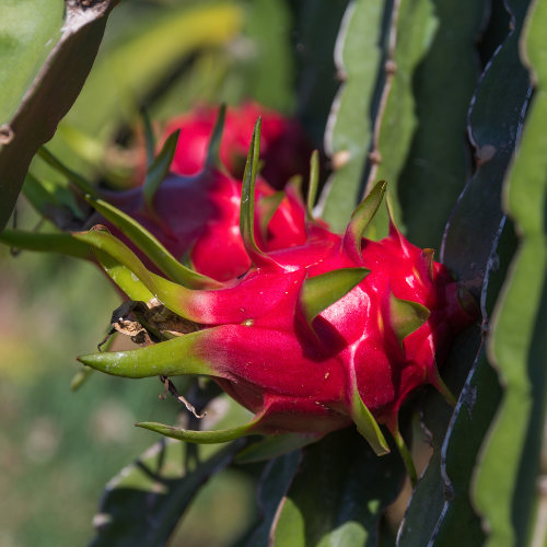 Dragon fruit-white dragon fruit