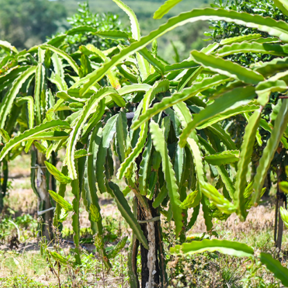 Dragon Fruit-Kirin Fruit