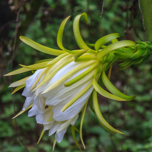 Dragon fruit-white dragon fruit