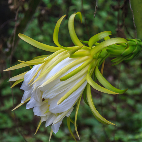 White Dragon Fruit