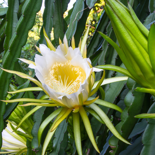 Golden Dragon Fruit