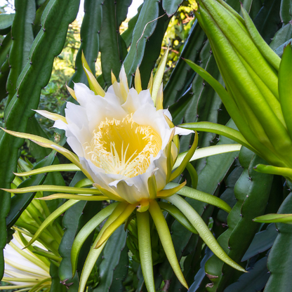 Dragon Fruit-Kirin Fruit