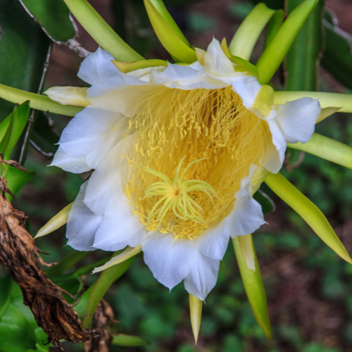 Pink Flesh Dragon Fruit