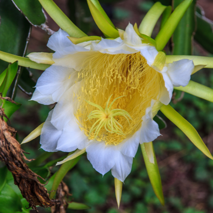 Dragon fruit-pink dragon fruit