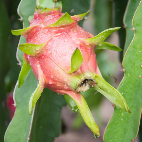 Dragon fruit-pink dragon fruit