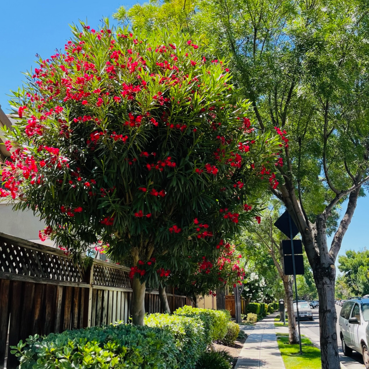 Oleander-red flowers