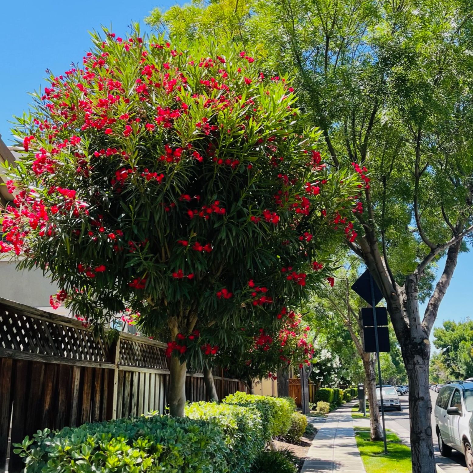 Single Red Oleander