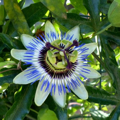 Passion fruit-Purple passion fruit