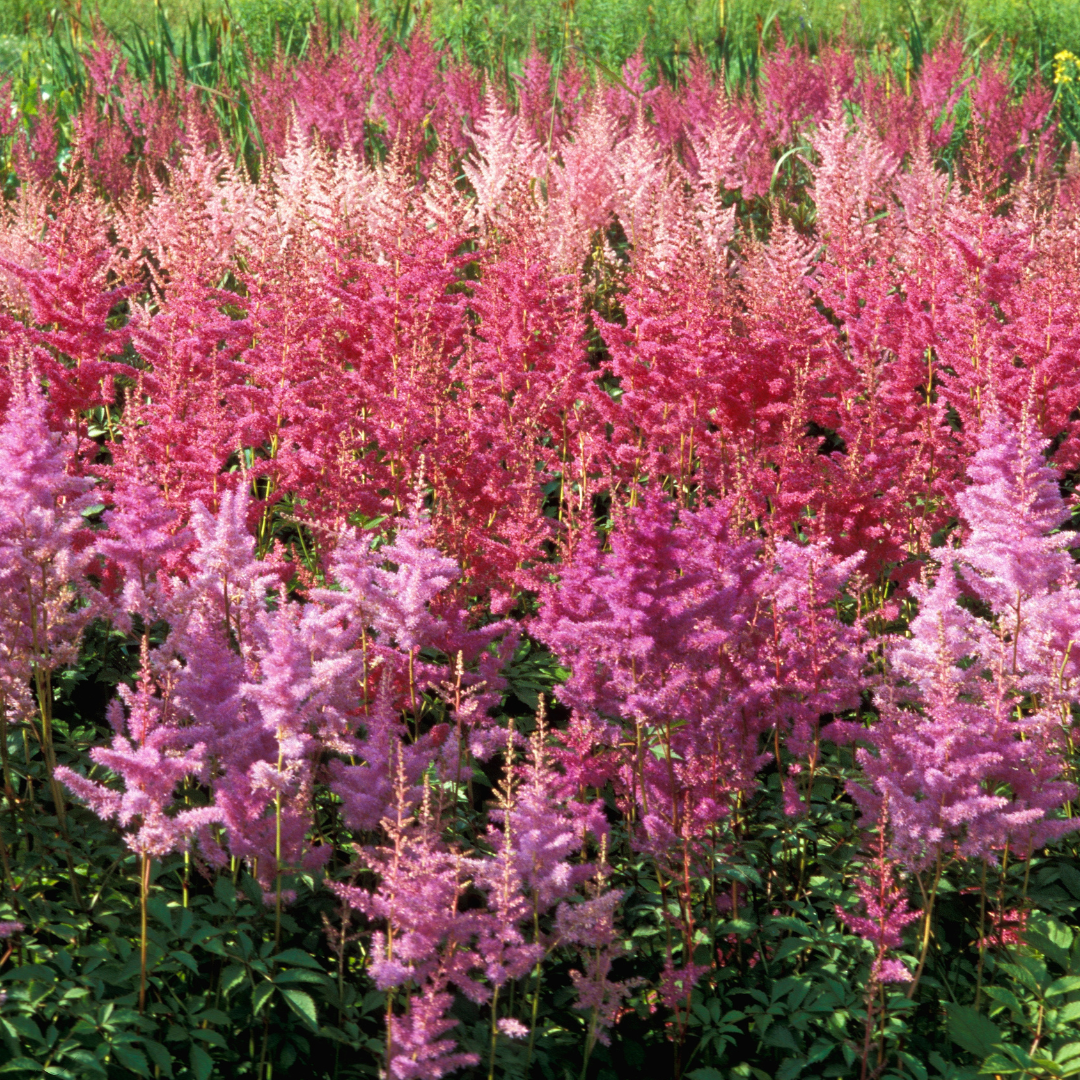 Visions Chinese Astilbe