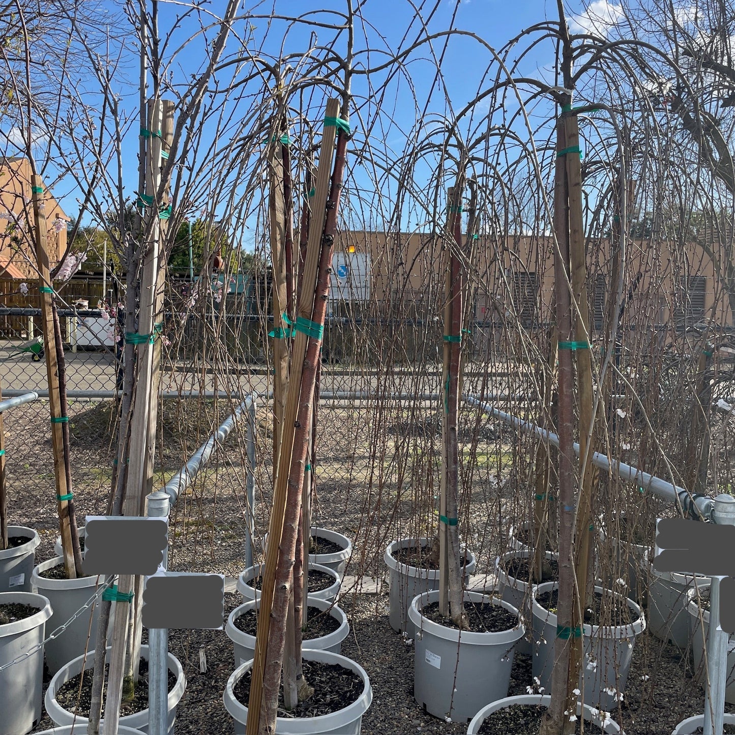 Cherry Blossom Trees - Weeping Cherry Trees