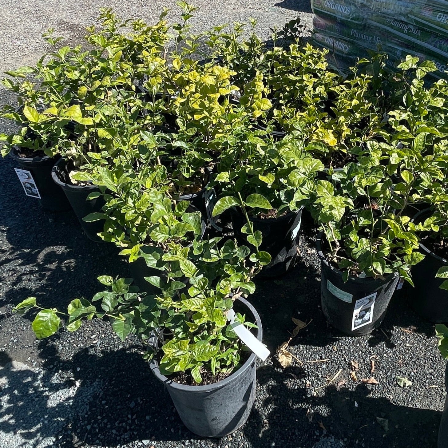 Arabian Jasmine