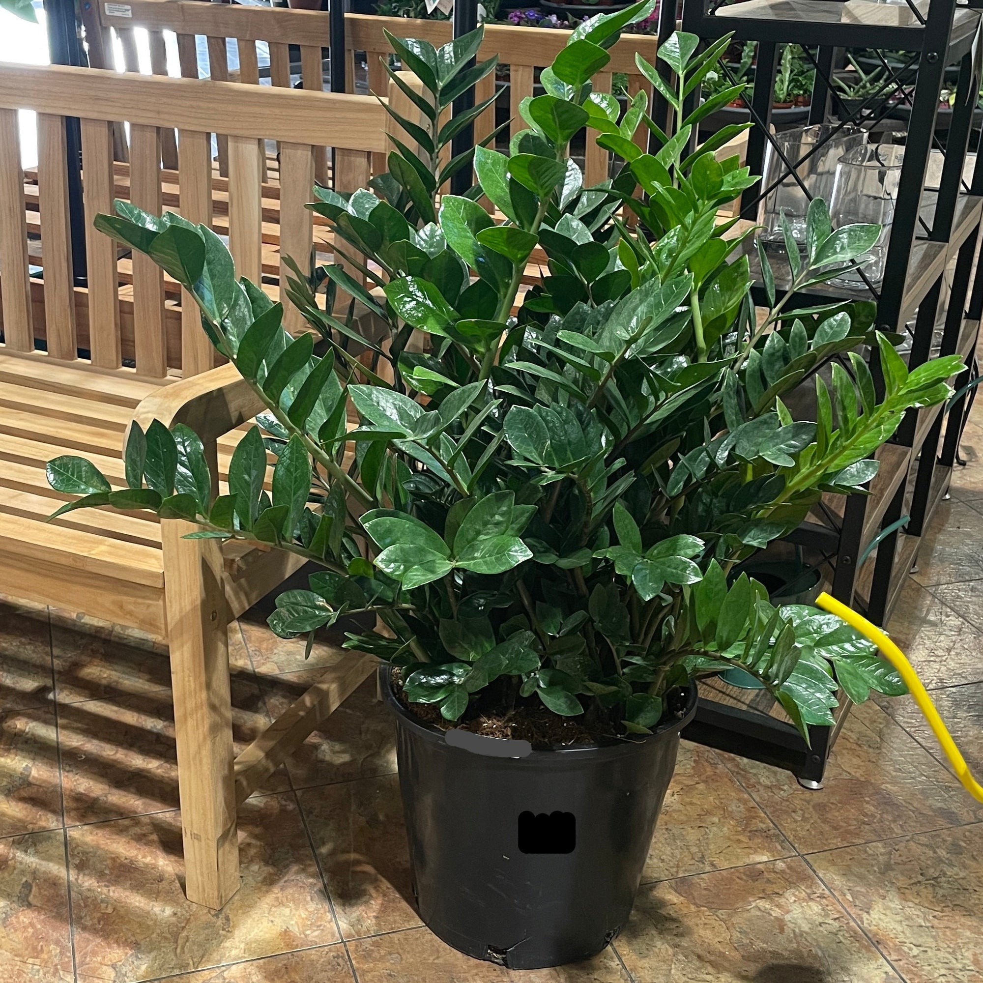Money Tree-Green 