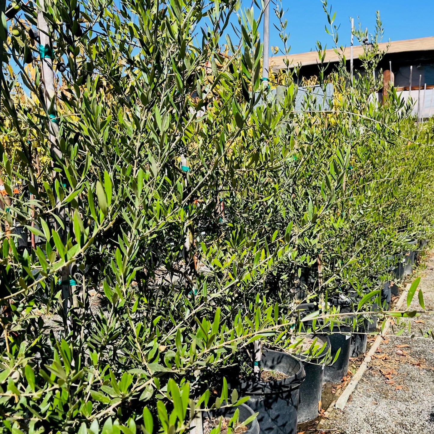 Olive Trees - Mission Olives