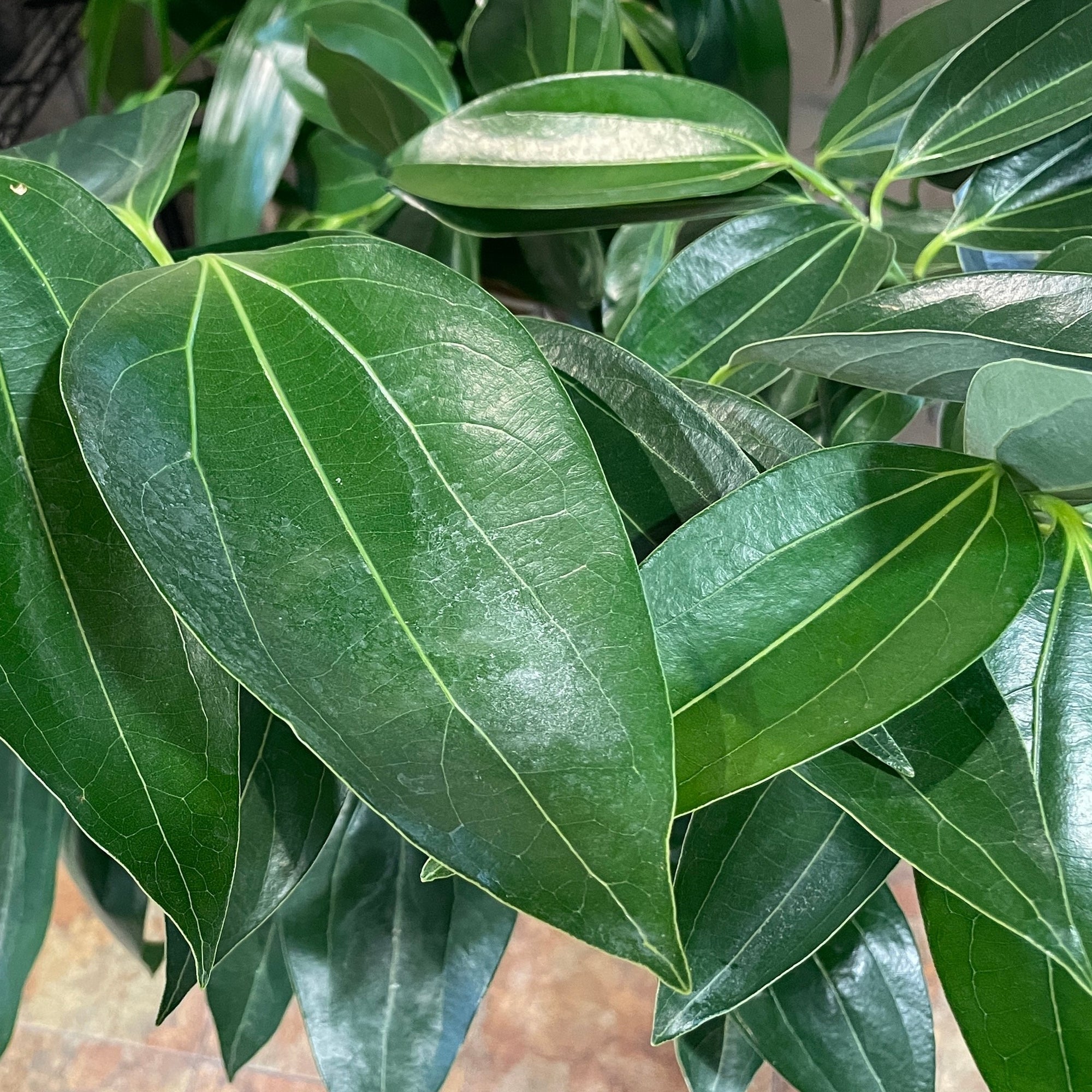 Cinnamon Tree