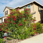 Red Oleander