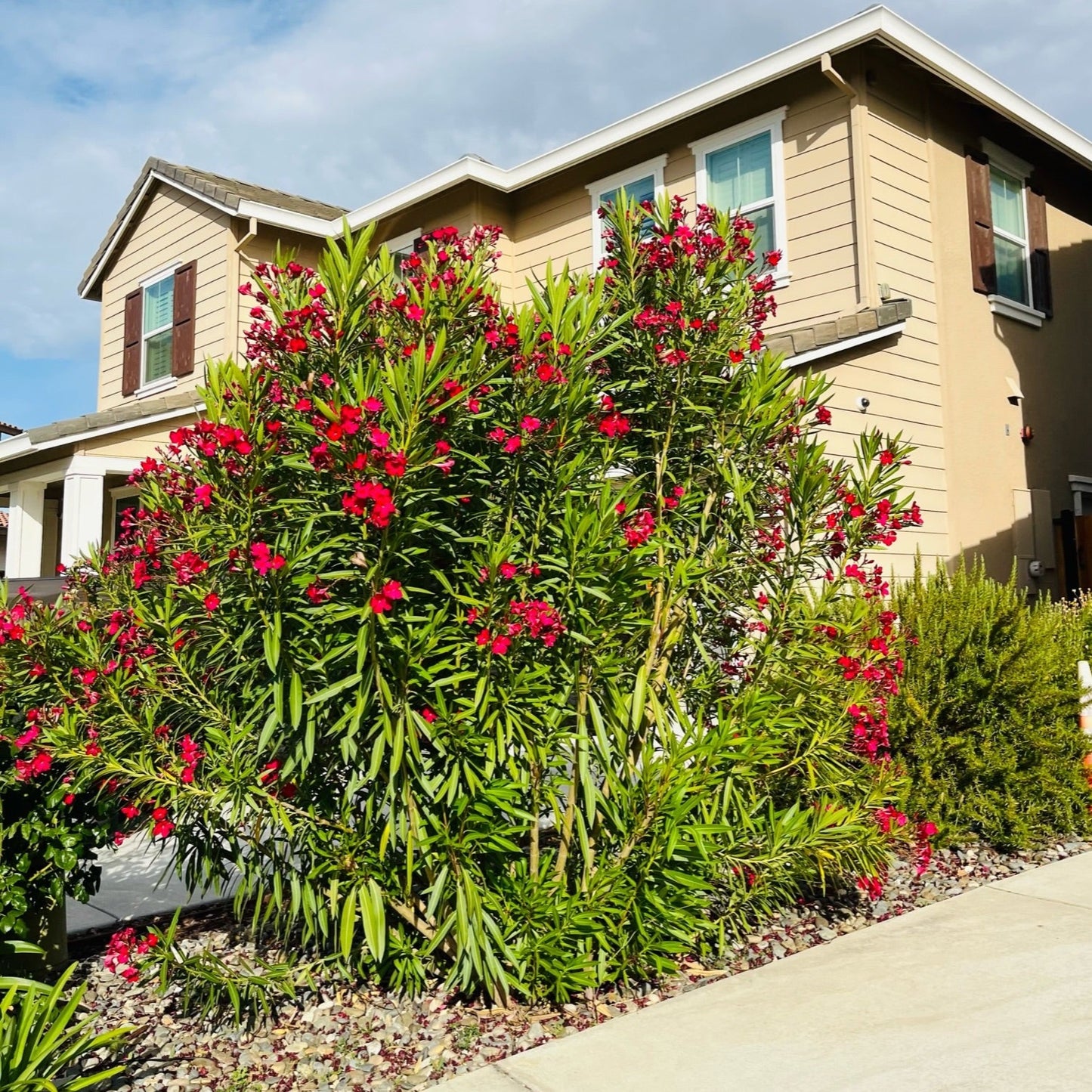 Oleander-red flowers