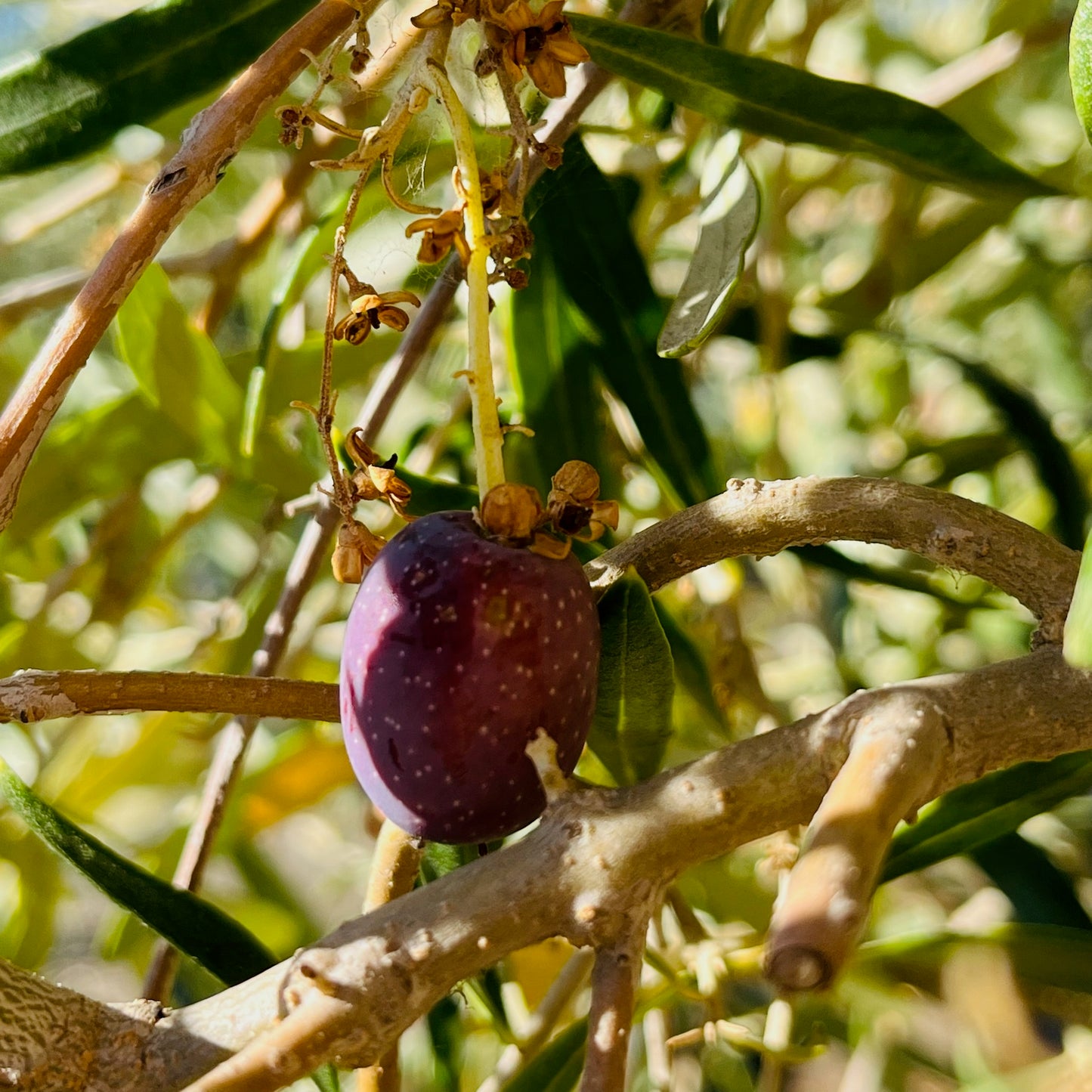 Olive Trees - Majestic Beauty