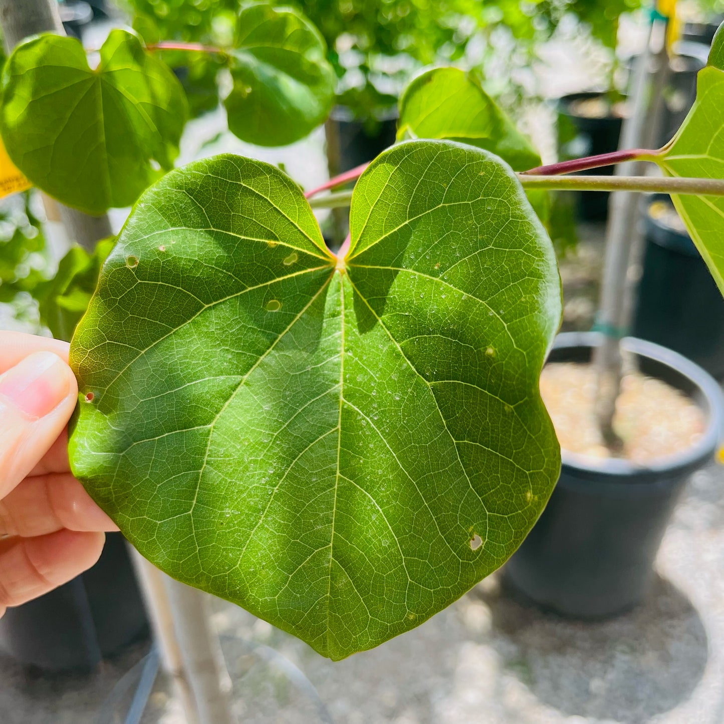 Bauhinia-American Bauhinia