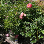 芍药-红花莎拉