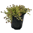 Little Sister Sedum Succulent Plant