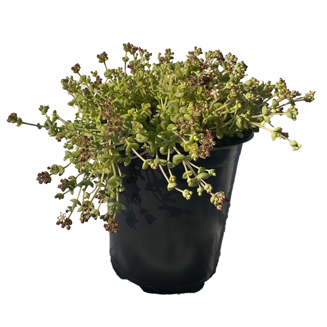 Little Sister Sedum Succulent Plant