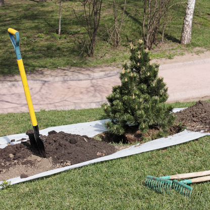 Los Angeles Fruit and Flower Tree Planting Services