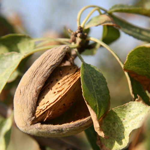 All-In-One Almond