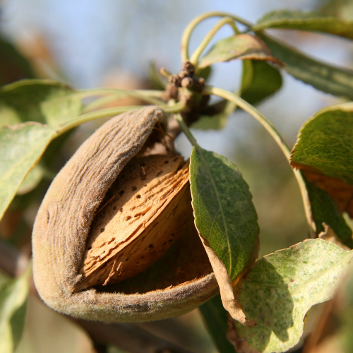 Nut Tree - Almond