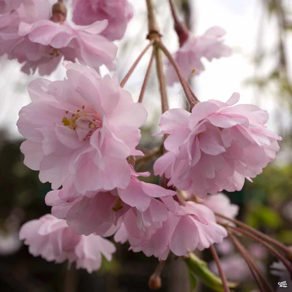 樱花树-粉花垂枝