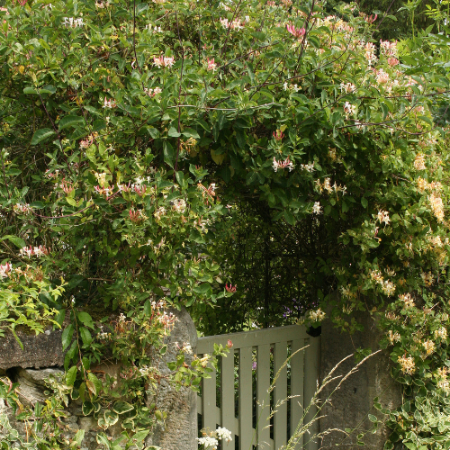 Halliana Japonica