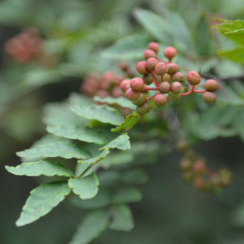 Prickly Ash、Toothache tree、Sichuan Pepper
