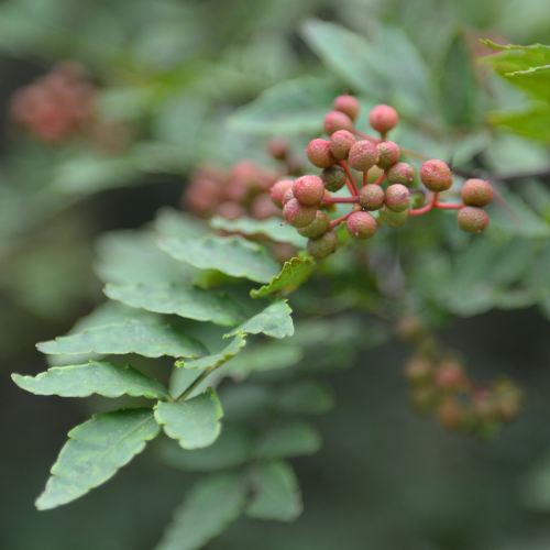 Vegetable Tree-Da Hong Pao Pepper