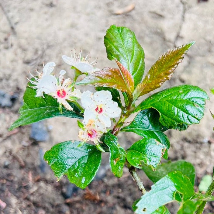 Hawthorn Tree - Sweet Hawthorn