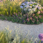 绣球花、观赏草与多年生植物庭院搭配设计 Garden planting design with hydrangeas, ornamental grasses and perennials