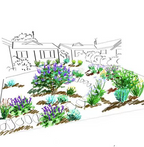 住宅前院植物设计与花园手绘效果图 Front yard garden and planting design sketch