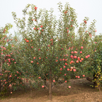 Fuji Apple
