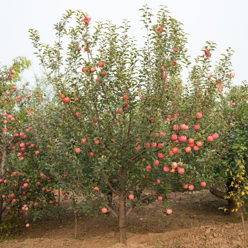 Apple Tree - Fuji Apple