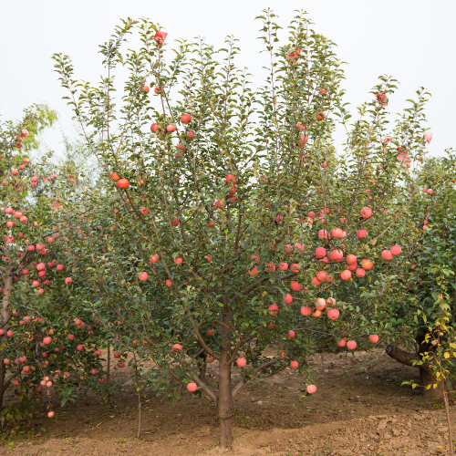 Fuji Apple