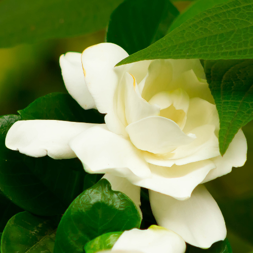Mystery Gardenia