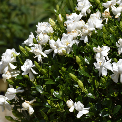 Mystery Gardenia