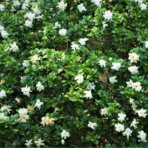 Frist Love Gardenia