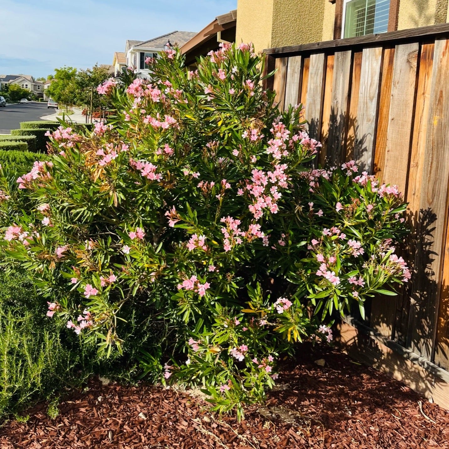 Oleander-pink flowers