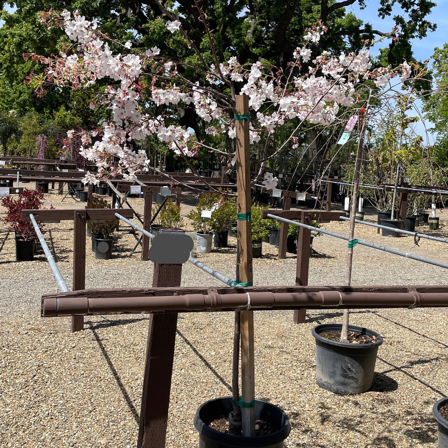 Cherry Blossom Tree-Single Layer Pink and White